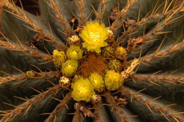 Flowering Cactus