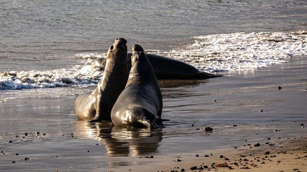 Año Nuevo Elephant Seal Tours