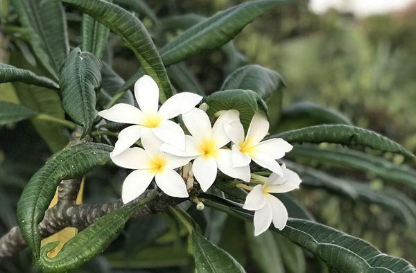 Thriving Plumeria in San Diego