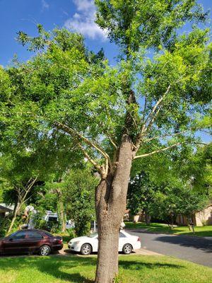 Clipper's Tree Service