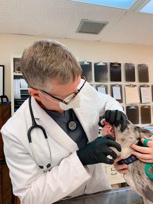 Paoli Vetcare| Main Line Vet & Animal Hospital