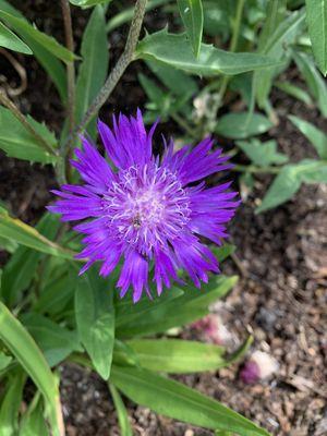 Stokes' aster