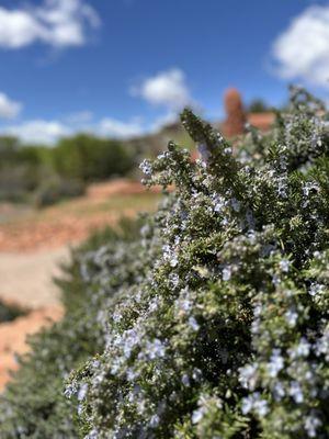 Spring lavender bushes everywhere.