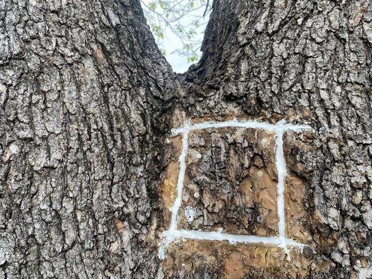 After hive removal and tree repair