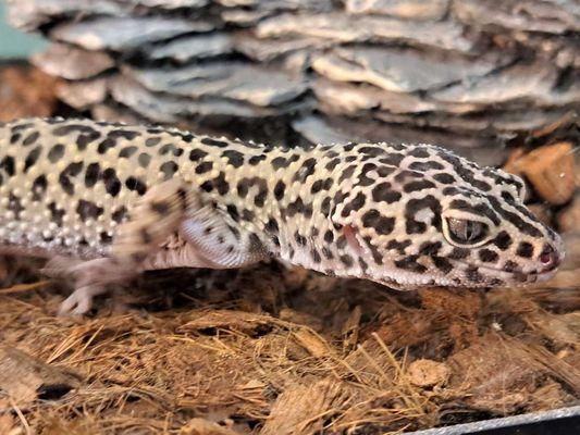 Female Leopard Gecko - 2 yrs old