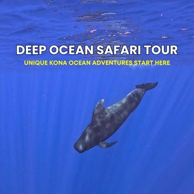 swim with pilot whales on our deep ocean safari