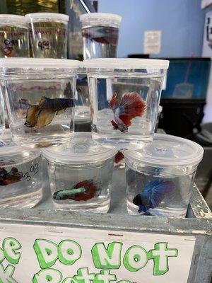 Amazing selection of beta fish!