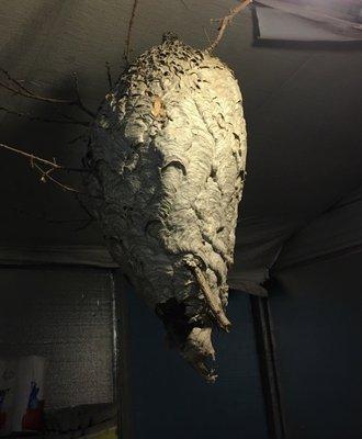 Impressive (empty) paper wasps nest hanging inside!