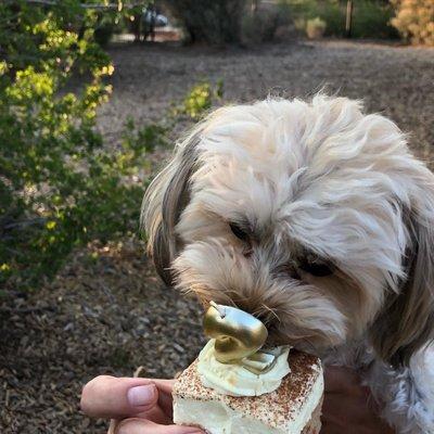 Birch got carrot cake from Three Dog Bakery for his 2nd birthday.