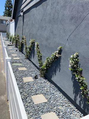 Side yard. Jasmine growing up wall in a beautiful design and blue rock with stepping stones. Great side area for our dogs.