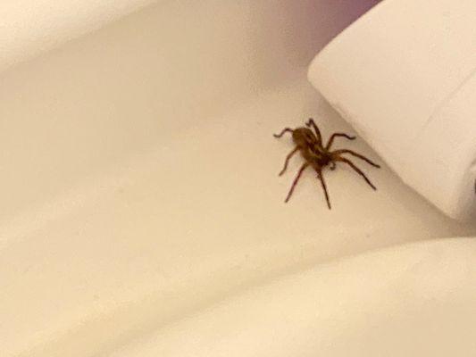 Spider on tub during my very FIRST shower in the master bathroom