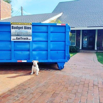 Our new Budget Bins olde English bulldog Mascot "Blue"!