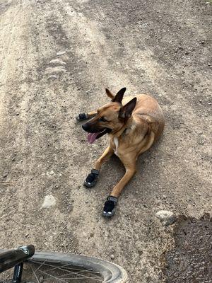 Hank and his new booties!