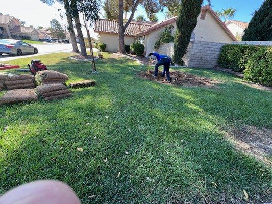 Gomez Tree Service Landscaping