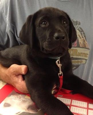 Scout service dog.