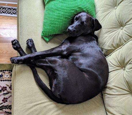 Fenrir, 80 pounds of pure wiggly love and wants to lick everyone's face!