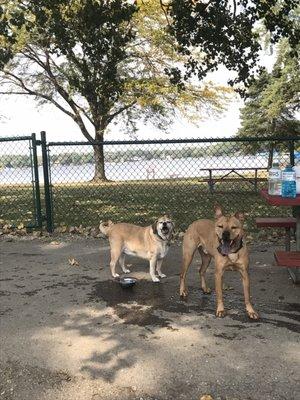 Happy pups!