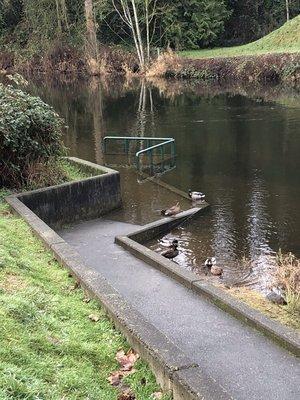 The ADA accessible fishing pier. Just not very accessible at the time of this photo! (January)