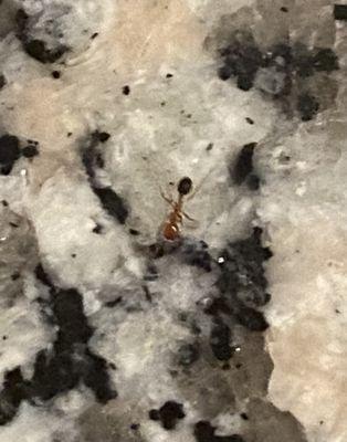 Example if an ant in kitchen.