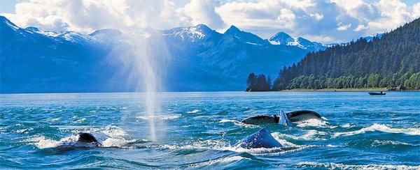 Alaska Cruise