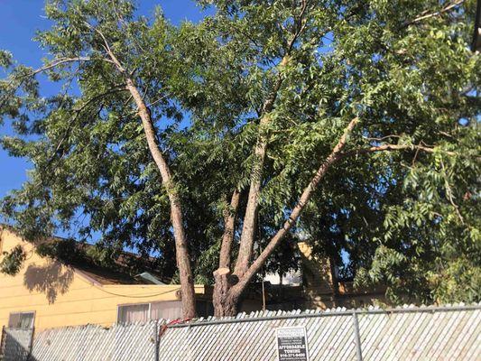 Tree Services Sacramento