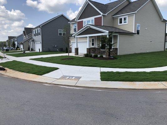 Bushy beginnings. Bermuda sod placed in mid-summer uncut. We're about to get it!