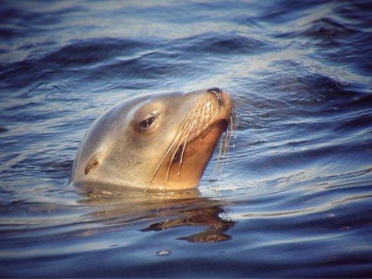 La Jolla sea lion checking in on us.