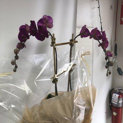 Beautiful purple orchid plant. About 3 ft. Tall.