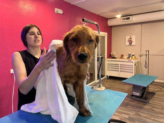 Barney getting dried off after his bath