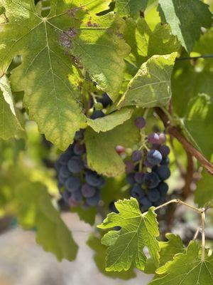 Grapes on the vine (tasty, too)