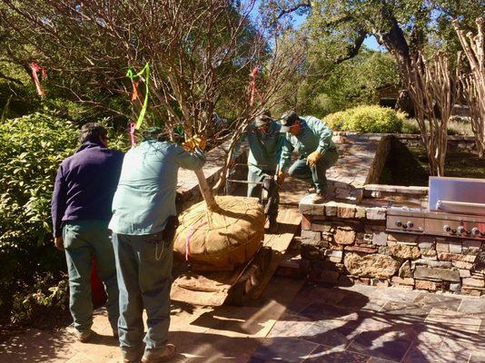 Japanese maple in a difficult location is moved with care.