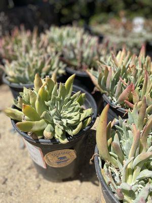 Dudleya in 1 gallon pots.