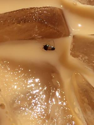 The bug found in my ice coffee within five minutes of receiving it