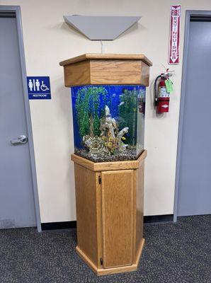 35 gallon acrylic freshwater mixed cichlid aquarium in office.