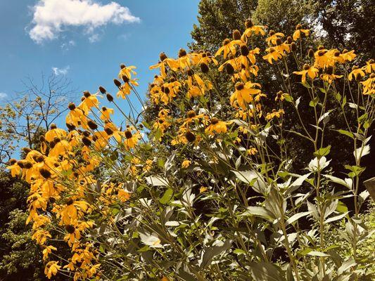 Black-eyed Susans