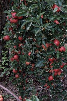 Wow...look at those great ready-to-picked apples