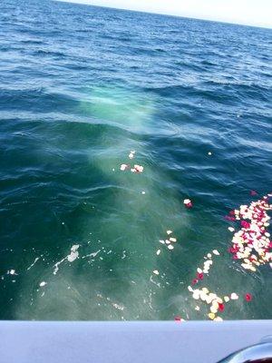 My Mom's Ashes and the Rose Petals floating in the sea