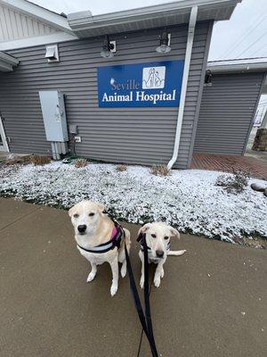 Seville Animal Hospital