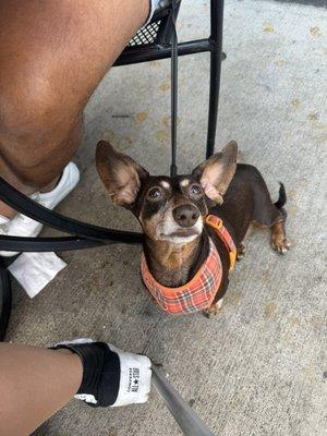 Pup enjoying the patio