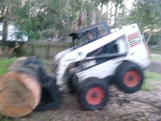 Tree pruning removal and hauling Services