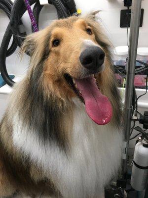 A freshly groomed rough coated collie.