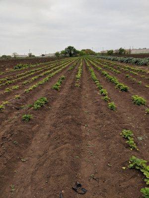 Strawberries ready to be picked!