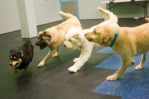 CJ riles up the big dogs in the gym!