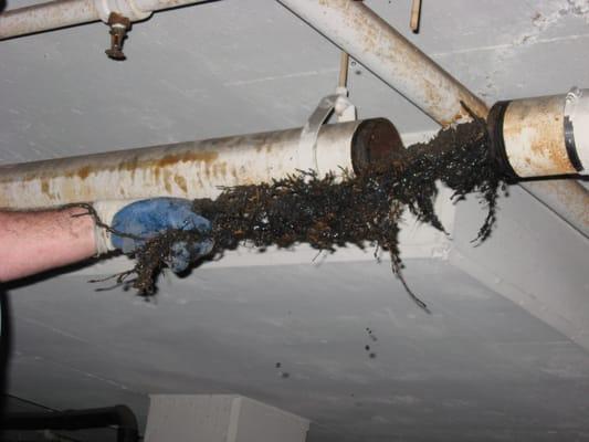 Area drain root problem on ceiling of parking garage.