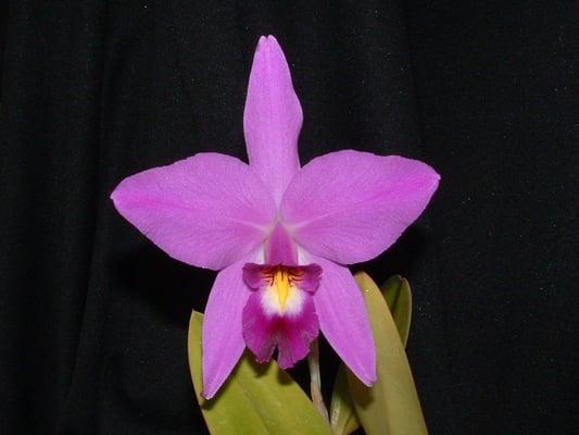 Laelia anceps blooms at Christmas and does well outdoors along the Coast.