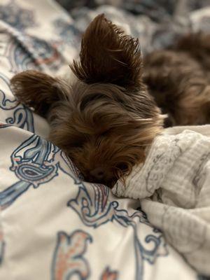 Teddy Bear taking a nap!