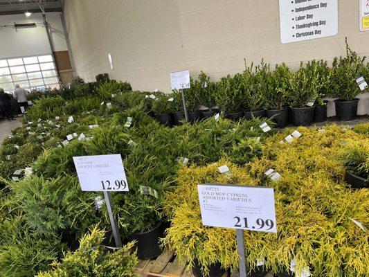 A sure sign of spring, when Costco begins putting out bushes and plants