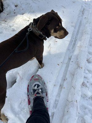 Snowshoe rental