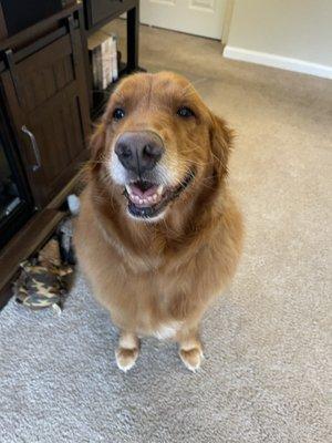 Olivia. 10 year old Golden Retriever. An Angel disguised as a dog.