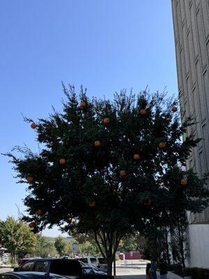 Pumpkin Tree